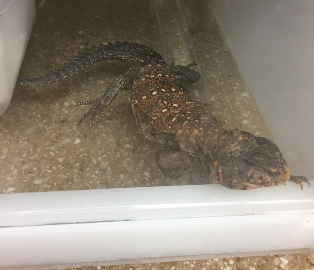 The Ultimate Care Guide for Bearded Dragons and Other Reptiles